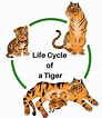 Image result for tiger lebenszyklus. Size: 92 x 106. Source: www.slideshare.net