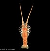 Afbeeldingsresultaten voor "palinustus Unicornutus". Grootte: 103 x 106. Bron: www.crustaceology.com