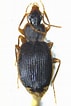 Image result for Procerodella asahinai Familie. Size: 71 x 106. Source: openmuseum.tw
