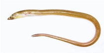 Image result for Echelus myrus Geslacht. Size: 209 x 106. Source: tubiologia.forosactivos.net