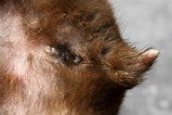 Tamaño de Resultado de imágenes de hamster geslacht.: 159 x 106. Fuente: www.dwerghamster.nl