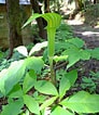 Image result for 写真 植物 毒. Size: 92 x 106. Source: www.mhlw.go.jp