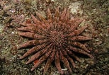 Image result for "heliaster Hexagonium". Size: 154 x 106. Source: www.pinterest.com