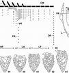 Afbeeldingsresultaten voor "Tintinnopsis Parvula". Grootte: 101 x 106. Bron: www.researchgate.net