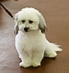 Image result for Coton De Tulear. Size: 100 x 106. Source: www.thepetowners.com