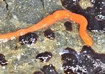 Image result for "tubulanus Polymorphus". Size: 151 x 106. Source: www.inaturalist.org