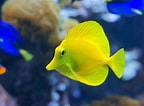 Afbeeldingsresultaten voor Tang Fish Species. Grootte: 144 x 106. Bron: www.buildyouraquarium.com