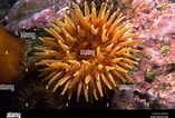 Image result for Urticina anemone. Size: 157 x 106. Source: www.alamy.com