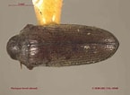 Image result for "tholospira cervicornis". Size: 145 x 106. Source: www.zoology.ubc.ca