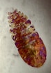 Image result for "sapphirina Iris". Size: 74 x 106. Source: news.ecoledelamer.fr