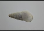 Afbeeldingsresultaten voor "odostomia Turrita". Grootte: 151 x 106. Bron: www.aphotomarine.com