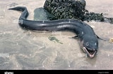 Image result for Conger myriaster eel. Size: 160 x 106. Source: www.alamy.com