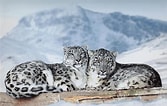 Résultat d’image pour Snow Leopard in Mountains. Taille: 167 x 106. Source: www.tibettravel.org