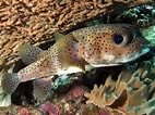 Image result for "diodon Hystrix". Size: 142 x 106. Source: reefguide.org