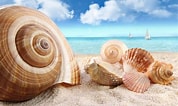 Image result for Seashells. Size: 178 x 106. Source: wallpapercave.com