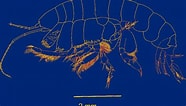 Image result for "ampelisca Macrocephala". Size: 186 x 106. Source: rev.mex.biodivers.unam.mx