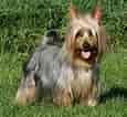 Billedresultat for Silky Terrier. størrelse: 115 x 106. Kilde: animalsbreeds.com