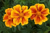 Image result for "aiptasia Tagetes". Size: 161 x 106. Source: www.pinterest.com