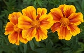 Image result for "aiptasia Tagetes". Size: 169 x 106. Source: www.pinterest.com