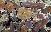 Résultat d’image pour Fungiidae coral. Taille: 170 x 106. Source: www.marinethemes.com