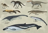 Image result for evolution of Whales. Size: 156 x 106. Source: www.pinterest.com
