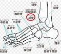 足の構造 に対する画像結果.サイズ: 119 x 106。ソース: kasotuukablog.com