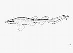 Image result for Bythaelurus hispidus Orde. Size: 145 x 106. Source: www.fishbase.se
