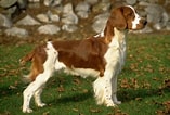 Image result for Welsh Springer Spaniel. Size: 157 x 106. Source: www.spockthedog.com