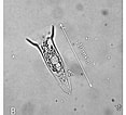 Image result for "ormosella Haeckeli". Size: 117 x 106. Source: www.researchgate.net