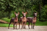 Image result for Meksikansk nakenhund. Size: 160 x 106. Source: www.thesprucepets.com