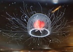 Image result for Turritopsis dohrnii Roofdieren. Size: 147 x 106. Source: infogripho.com