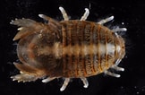 Image result for Thyropus Sphaeroma Familie. Size: 162 x 106. Source: alchetron.com