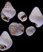 Afbeeldingsresultaten voor "limacina retroversa Balea". Grootte: 88 x 106. Bron: bishogai.com