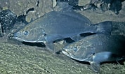 Image result for "thaumastocheles Japonicus". Size: 178 x 106. Source: fishesofaustralia.net.au