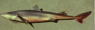 Image result for "squalus Melanurus". Size: 334 x 106. Source: ncfishes.com