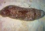 Image result for "astichopus Multifidus". Size: 152 x 106. Source: reefguide.org