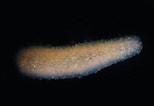Image result for "pyrosoma Ovatum". Size: 154 x 106. Source: nathistoc.bio.uci.edu