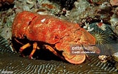Image result for "scyllarides Tridacnophaga". Size: 168 x 106. Source: www.gettyimages.com