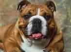 Engelsk Bulldog కోసం చిత్ర ఫలితం. పరిమాణం: 146 x 106. మూలం: www.luvmydogs.com