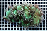 Image result for Catalaphyllia Stam. Size: 160 x 106. Source: www.coral.zone