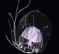 Image result for "merga Violacea". Size: 115 x 106. Source: www.marinespecies.org