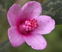 Image result for "cliona Lobata". Size: 127 x 106. Source: www.plantsystematics.org