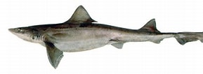 "mustelus Schmitti" に対する画像結果.サイズ: 289 x 106。ソース: www.sharkwater.com