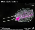 Afbeeldingsresultaten voor "thalia Democratica". Grootte: 124 x 106. Bron: www.st.nmfs.noaa.gov