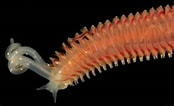 Image result for "malacoceros Fuliginosus". Size: 174 x 106. Source: www.discoverlife.org
