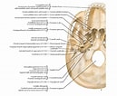 Image result for Foramina parietalia Anatomie. Size: 129 x 106. Source: www.pediagenosis.com