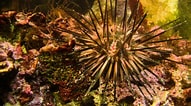 Afbeeldingsresultaten voor Sea Urchin Kingdom. Grootte: 191 x 106. Bron: stri.si.edu
