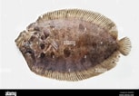 Image result for "zeugopterus Punctatus". Size: 153 x 106. Source: www.alamy.com