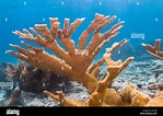 Afbeeldingsresultaten voor "acropora Palmata". Grootte: 149 x 106. Bron: www.alamy.com