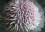 Image result for "lucilla Echinus". Size: 149 x 106. Source: www.marlin.ac.uk